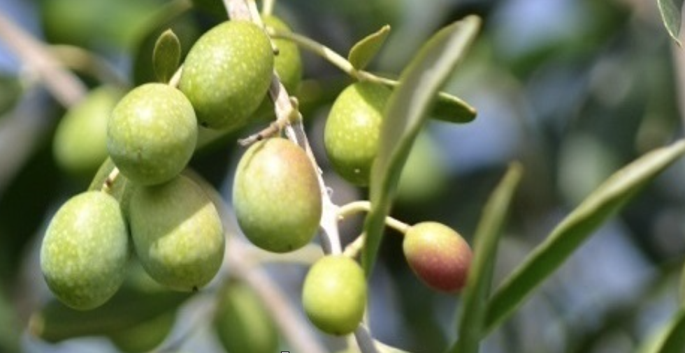 محددات الطلب على منتجات الزيتون المحلية