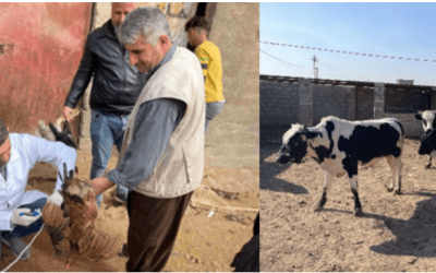 ملخص ا لسياسات :تقوية الثروة الحيوانية في سهل نينوى بعد الازمة